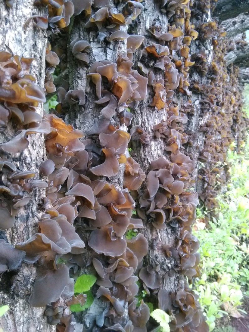 秦岭山区椴木木耳
