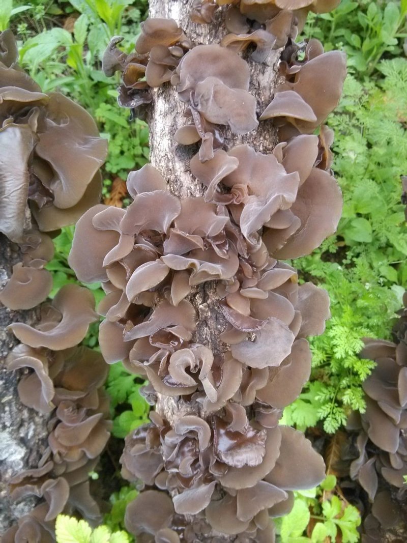 秦岭山区椴木木耳