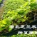 湖北神仙豆腐树苗基地批发观音豆腐树苗，豆腐柴苗臭黄荆树