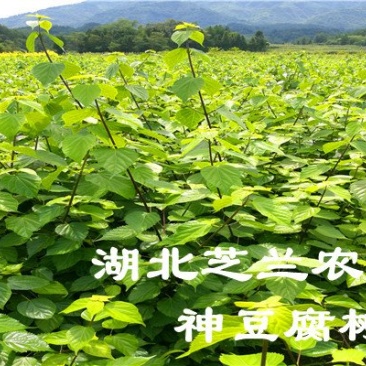 湖北神仙豆腐树苗基地批发观音豆腐树苗，豆腐柴苗臭黄荆树
