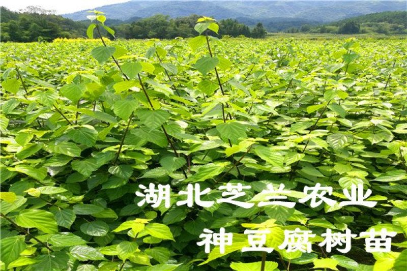 湖北神仙豆腐树苗基地批发观音豆腐树苗，豆腐柴苗臭黄荆树