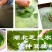 湖北神仙豆腐树苗基地批发观音豆腐树苗，豆腐柴苗臭黄荆树