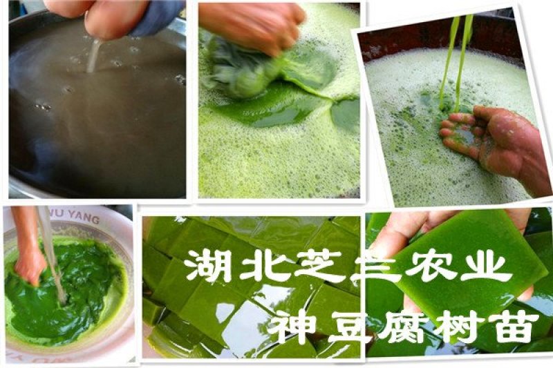 湖北神仙豆腐树苗基地批发观音豆腐树苗，豆腐柴苗臭黄荆树