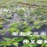 湖北神仙豆腐树苗基地批发观音豆腐树苗，豆腐柴苗臭黄荆树