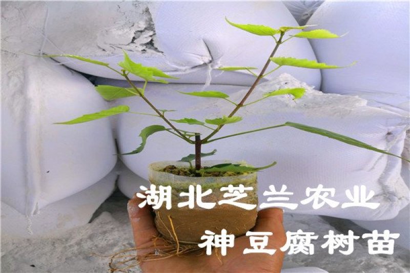 湖北神仙豆腐树苗基地批发观音豆腐树苗，豆腐柴苗臭黄荆树