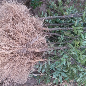 大红袍花椒苗【带全根系】沙土地育苗成活率高