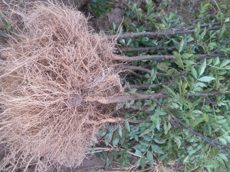 大红袍花椒苗【带全根系】沙土地育苗成活率高