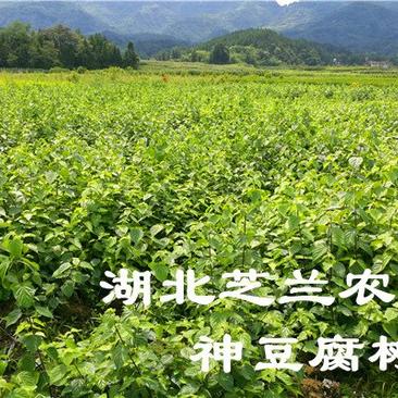 湖北神仙豆腐树苗观音豆腐树种植神豆腐臭黄荆苗批发