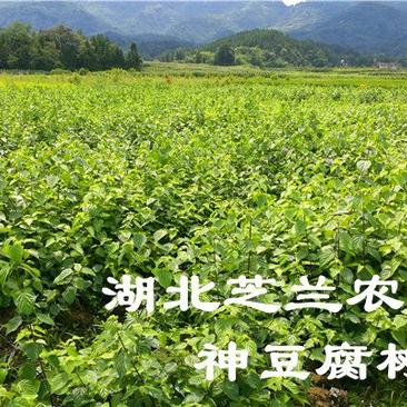 神仙豆腐树苗基地批发观音豆腐神仙树臭黄荆树