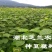 湖北神仙豆腐树苗观音豆腐树种植神豆腐臭黄荆苗批发
