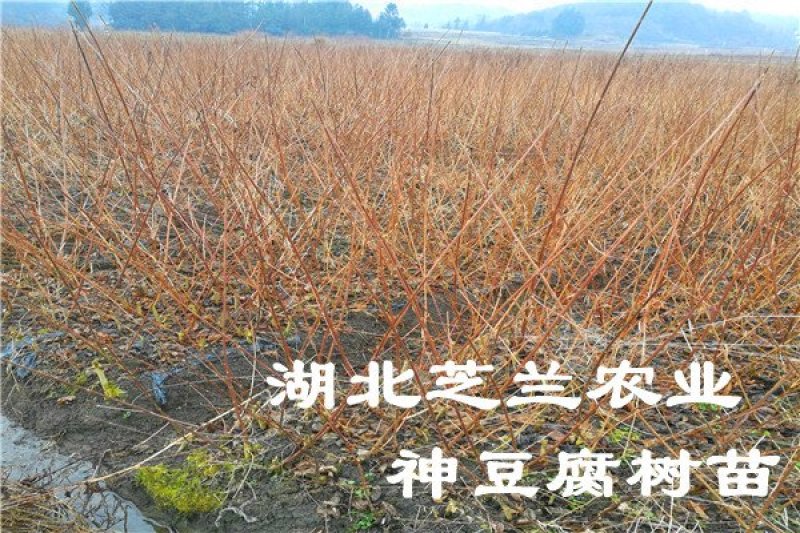 湖北神仙豆腐树苗观音豆腐树种植神豆腐臭黄荆苗批发