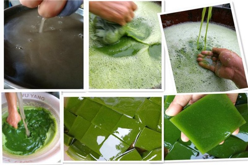 湖北神仙豆腐树苗观音豆腐树种植神豆腐臭黄荆苗批发