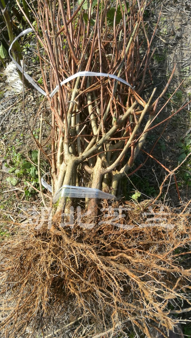 湖北神仙豆腐树苗观音豆腐树种植神豆腐臭黄荆苗批发