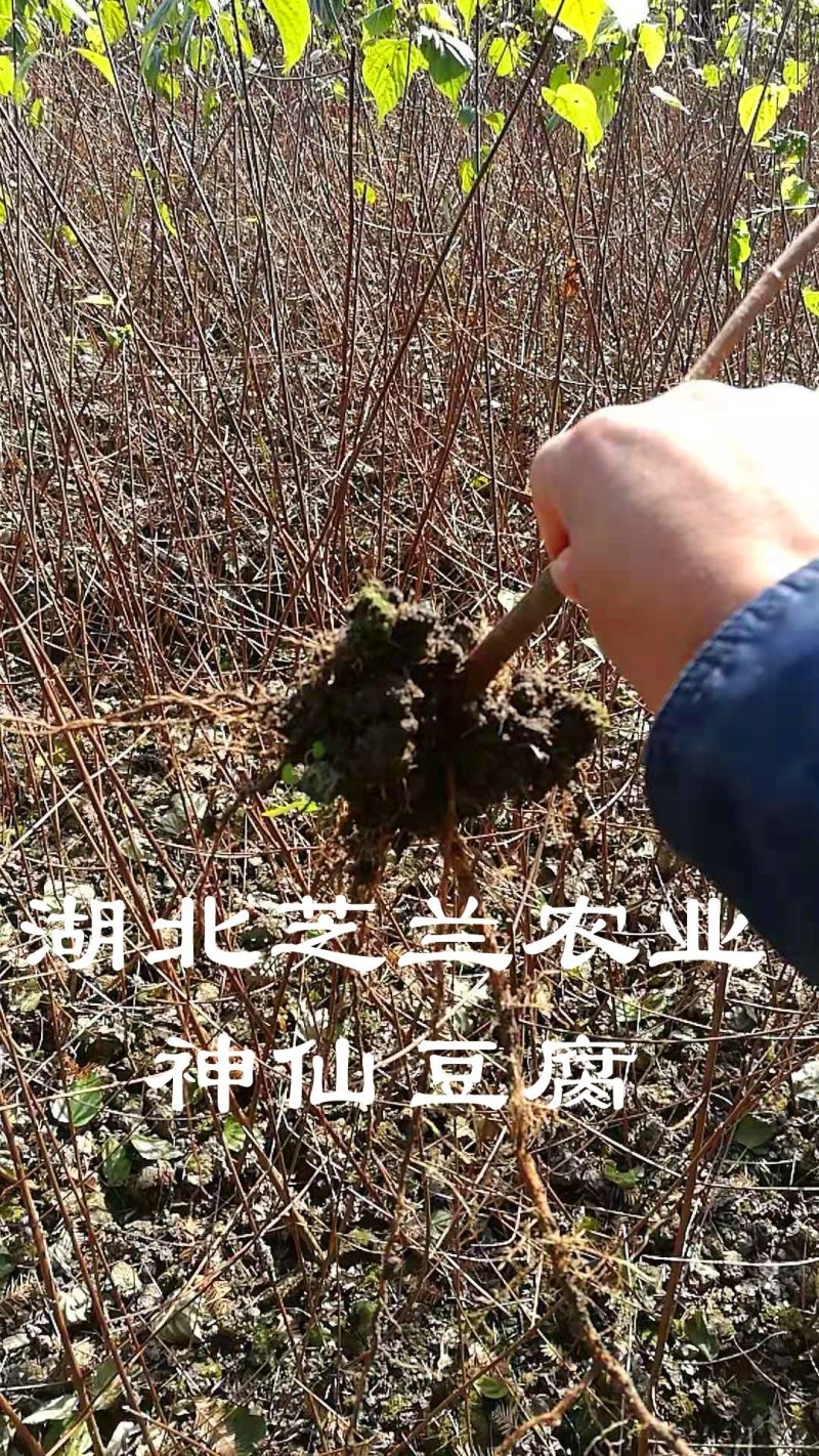 湖北神仙豆腐树苗观音豆腐树种植神豆腐臭黄荆苗批发