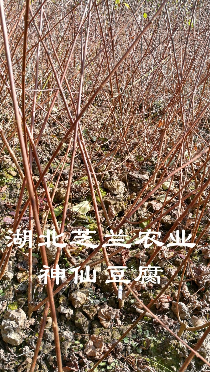 湖北神仙豆腐树苗观音豆腐树种植神豆腐臭黄荆苗批发