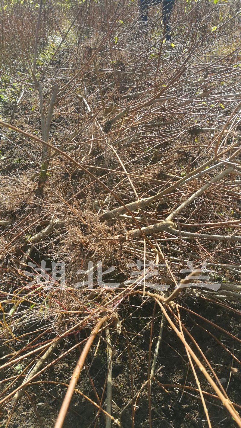 湖北神仙豆腐树苗观音豆腐树种植神豆腐臭黄荆苗批发