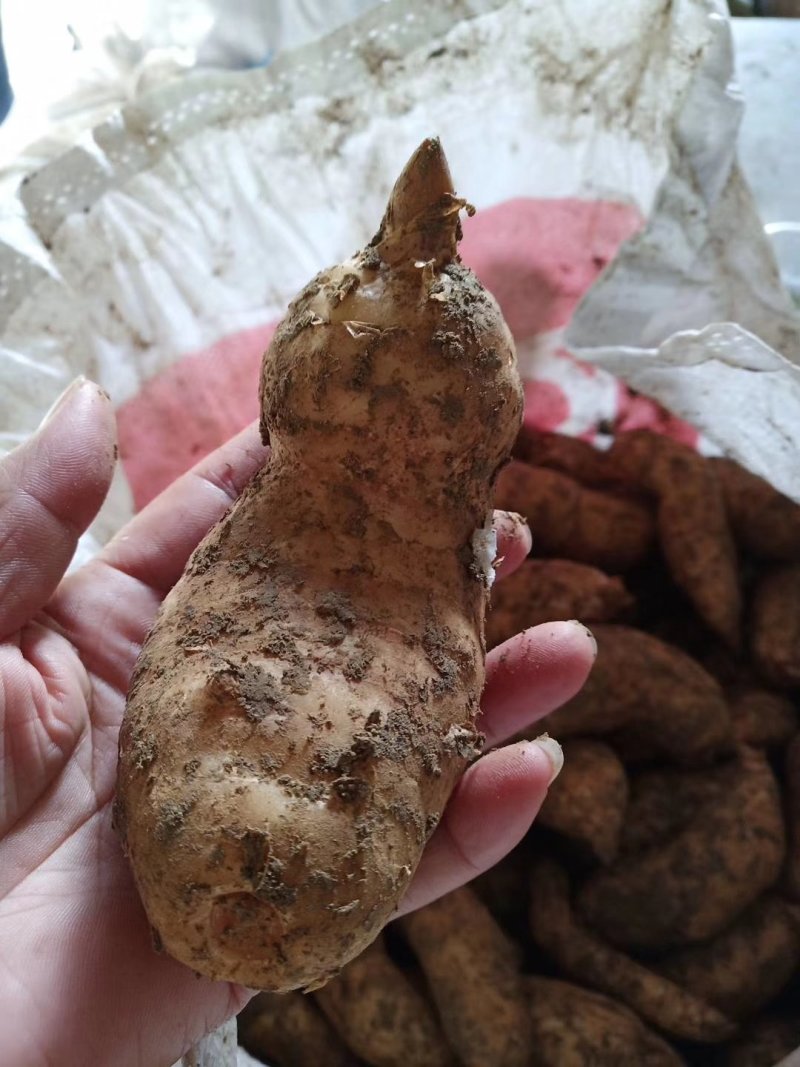 天麻一级陕西秦岭