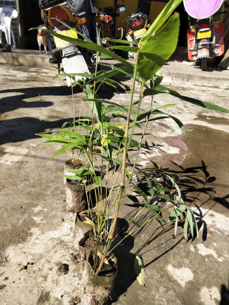 方竹苗