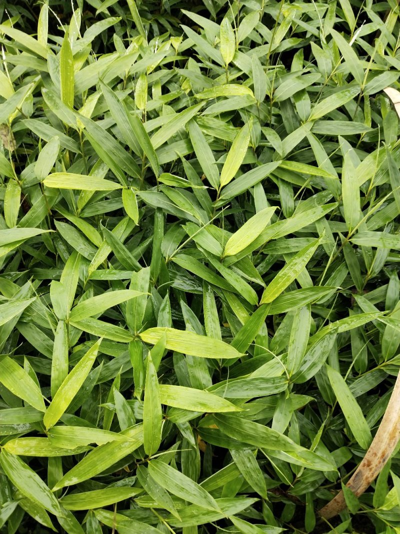 方竹苗