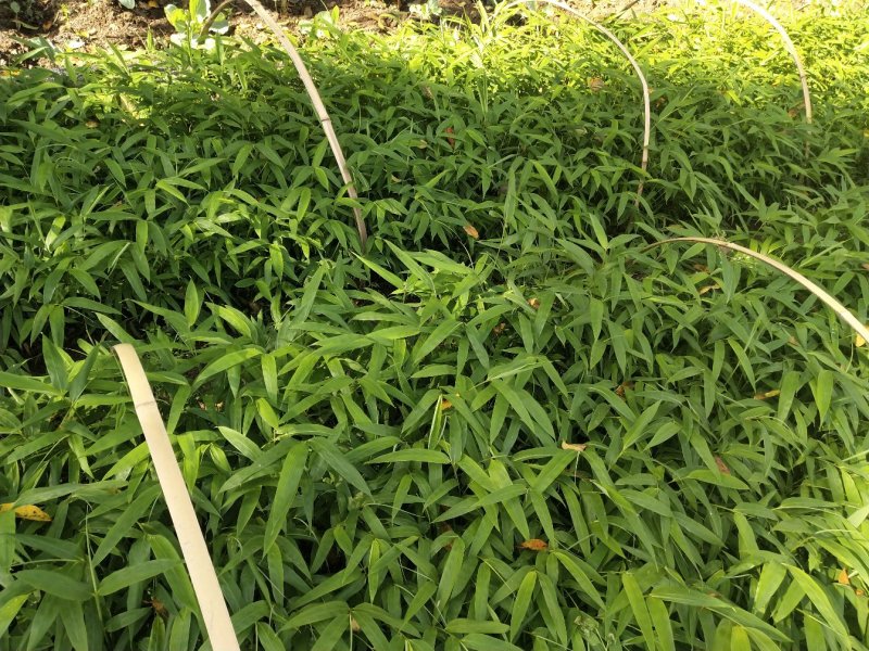 方竹苗