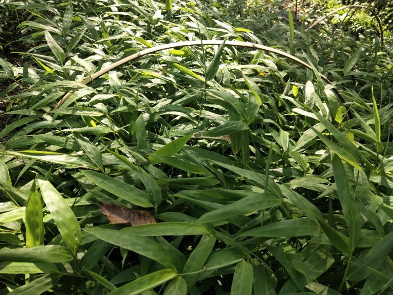 方竹苗