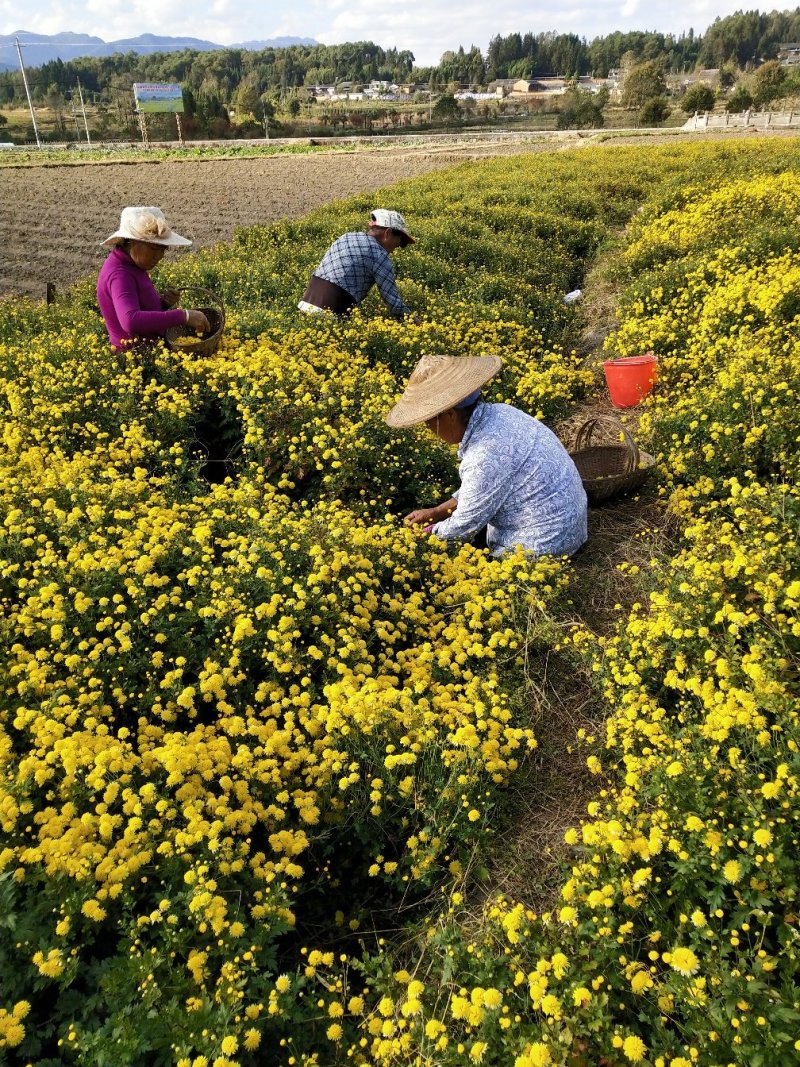 小黄菊，养肝，明目，对眼睛有保健作用。鲜花，干花都可以