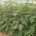 大红袍花椒苗