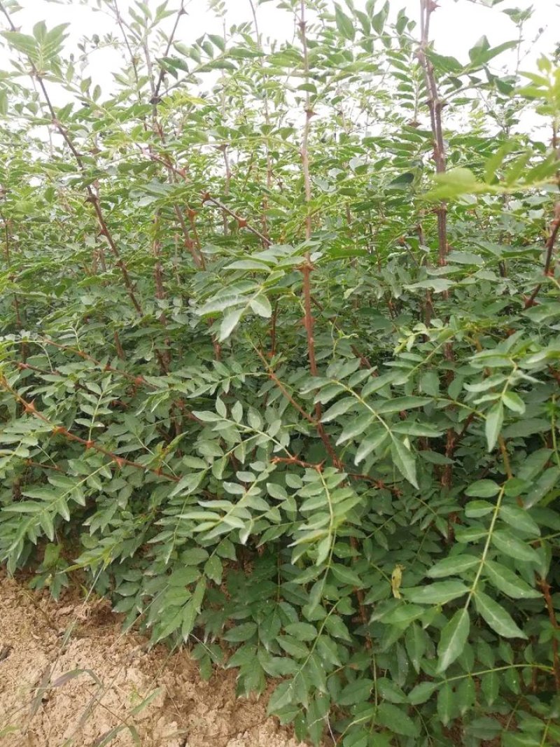 大红袍花椒苗