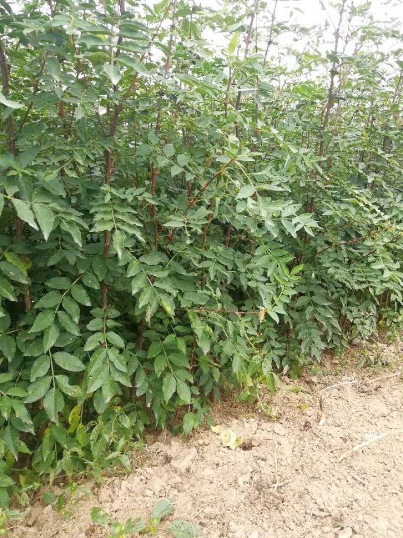 大红袍花椒苗