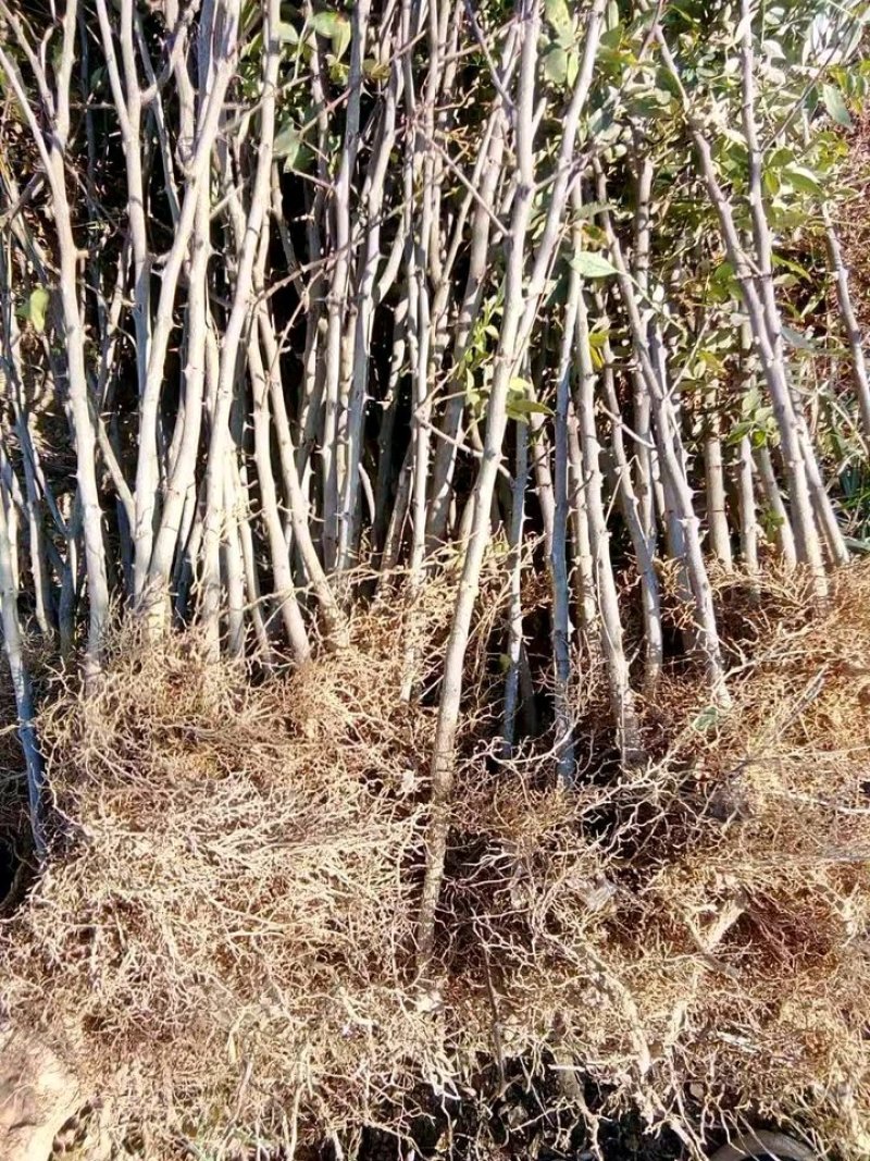 大红袍花椒苗