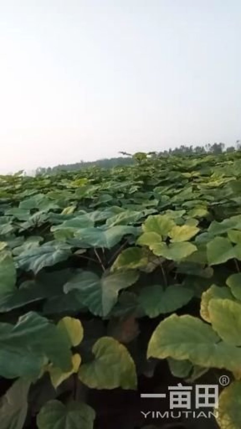 梓树苗