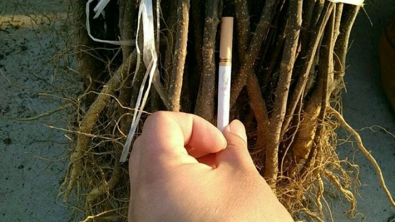 大红袍花椒苗