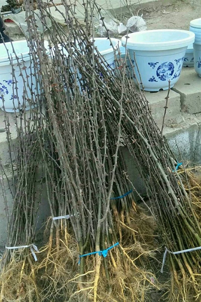 大红袍花椒苗