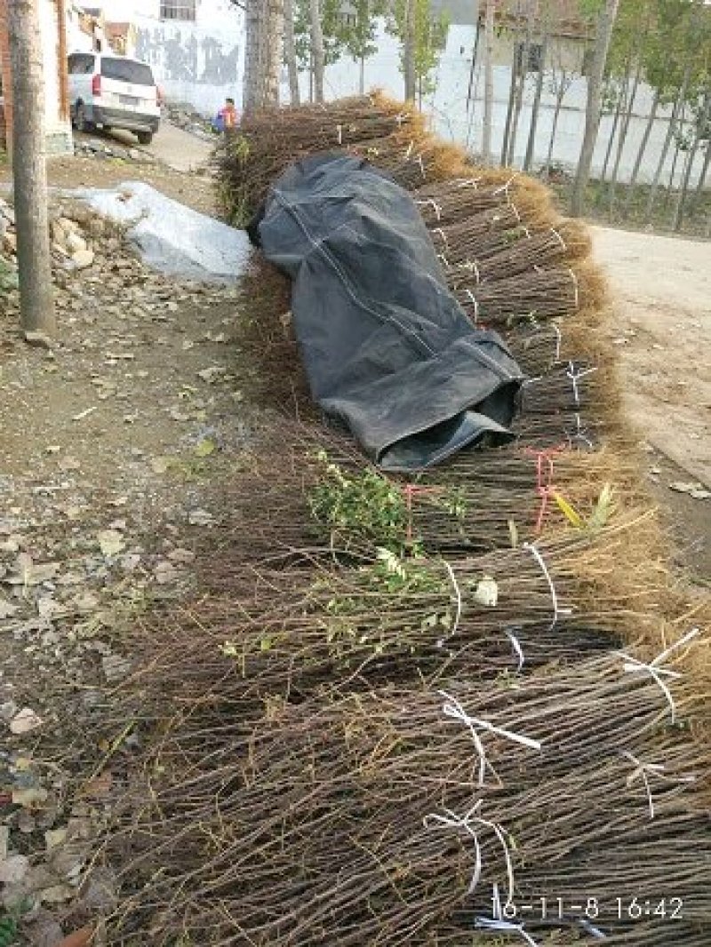 大红袍花椒苗