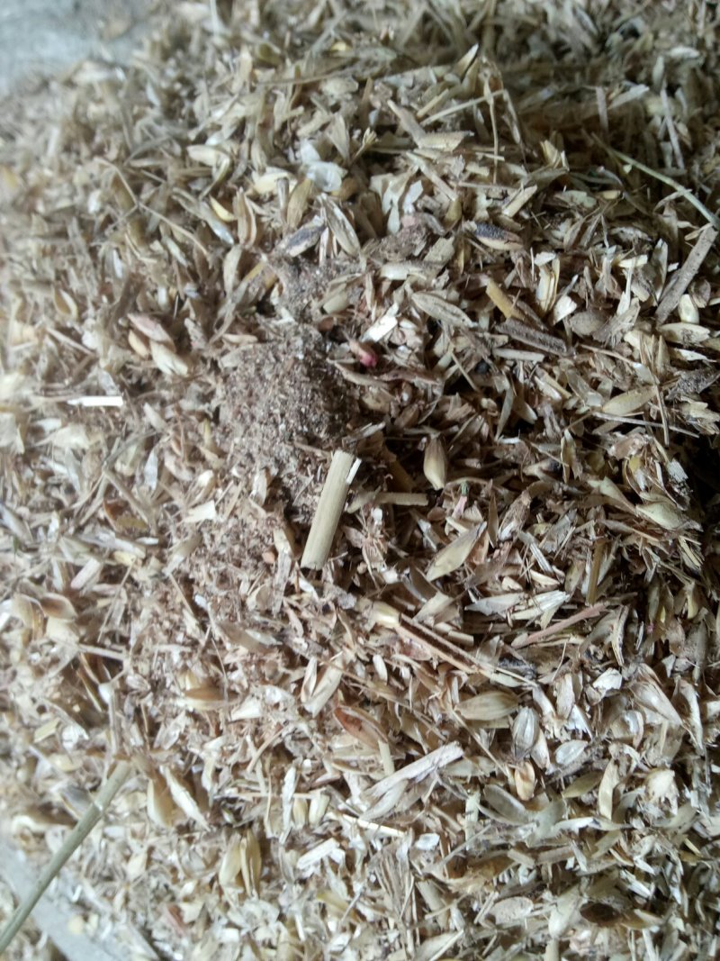 覆盖竹笋专用麦糠灰砻糠