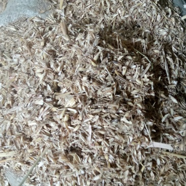 覆盖竹笋专用麦糠灰砻糠