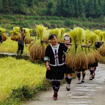 龙胜大白糯