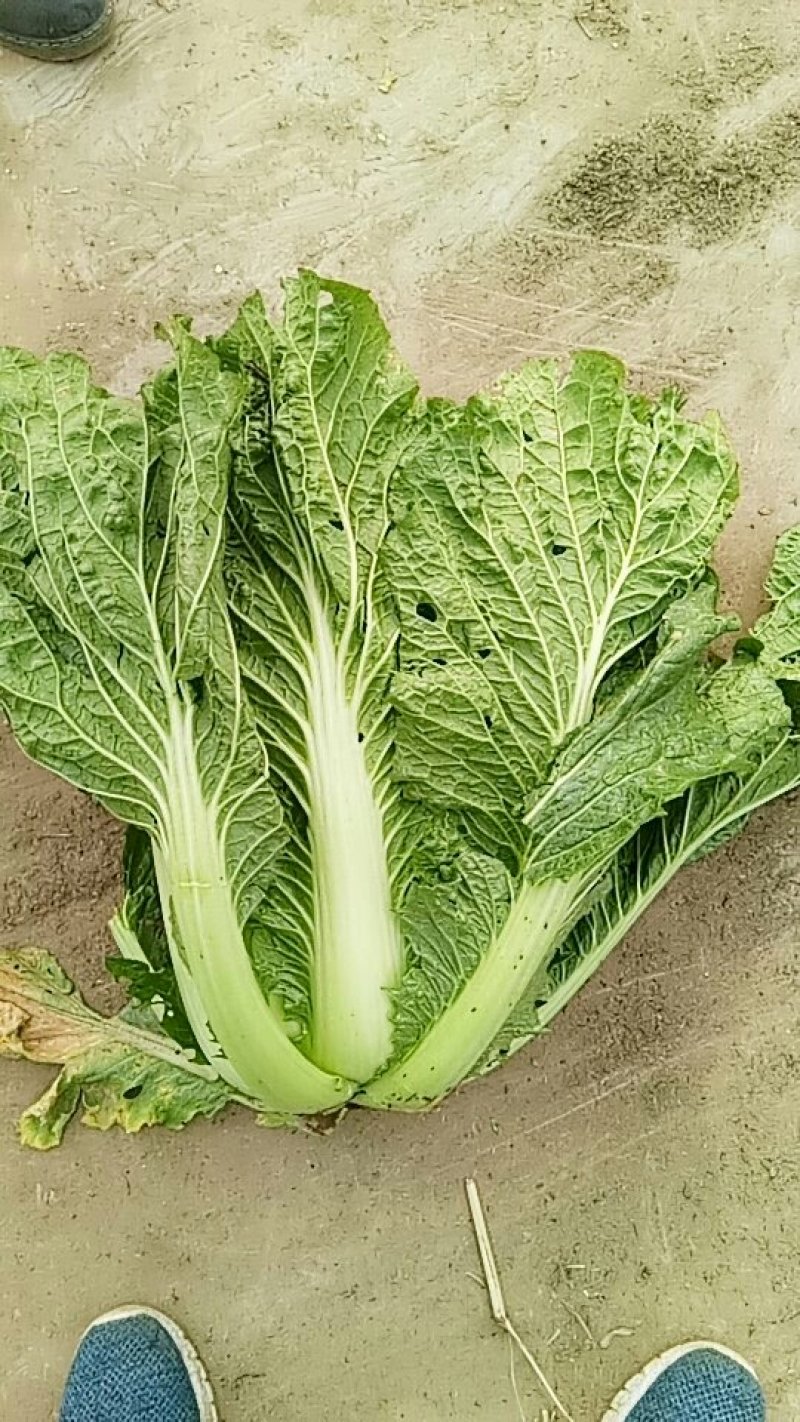 三号白菜