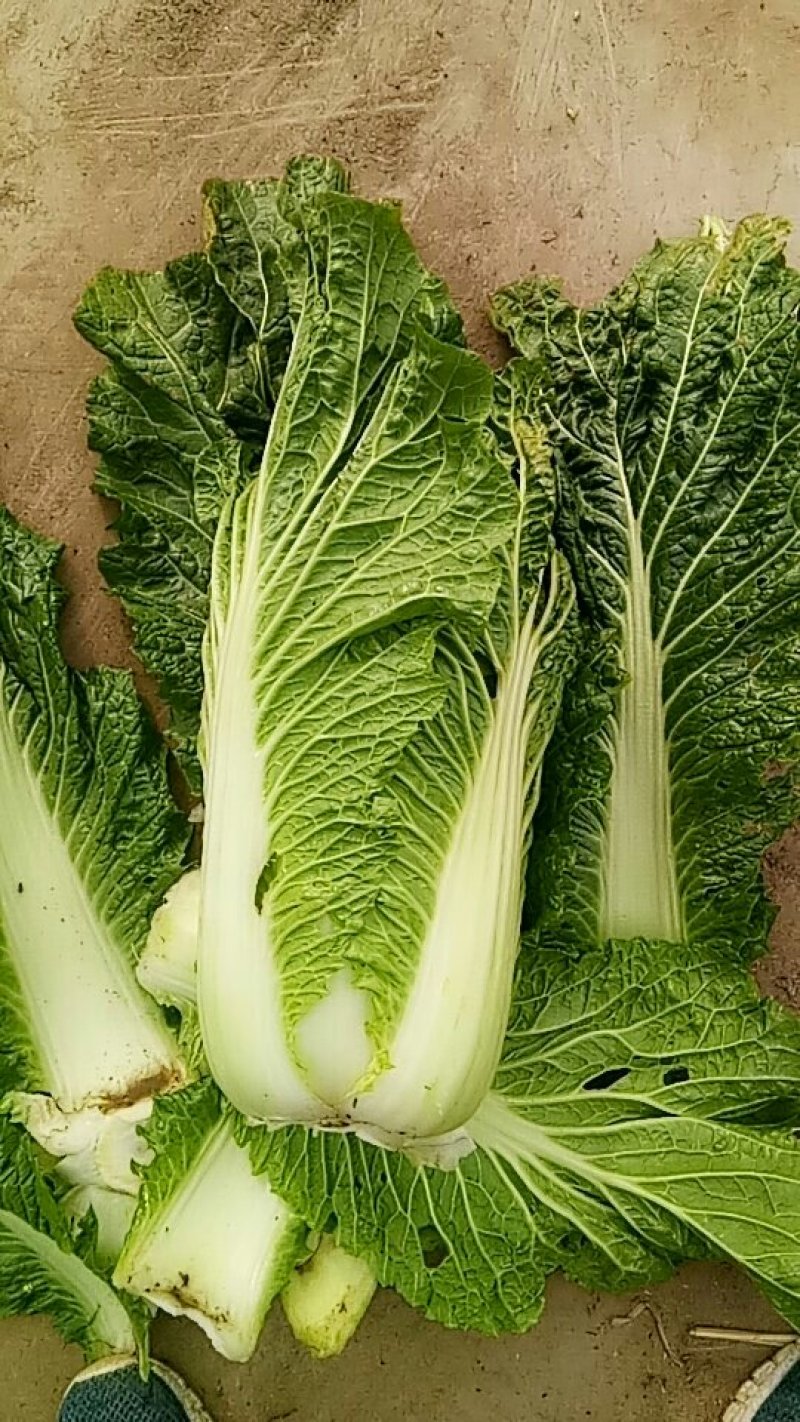 三号白菜