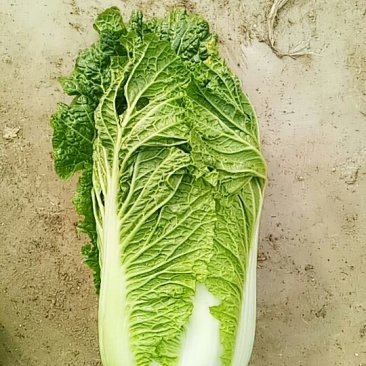 三号白菜