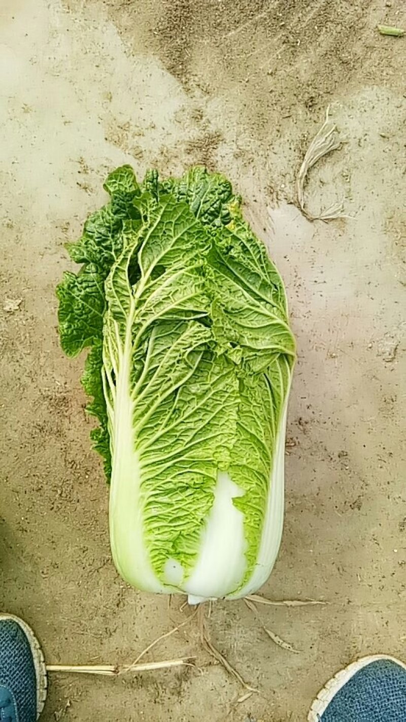 三号白菜