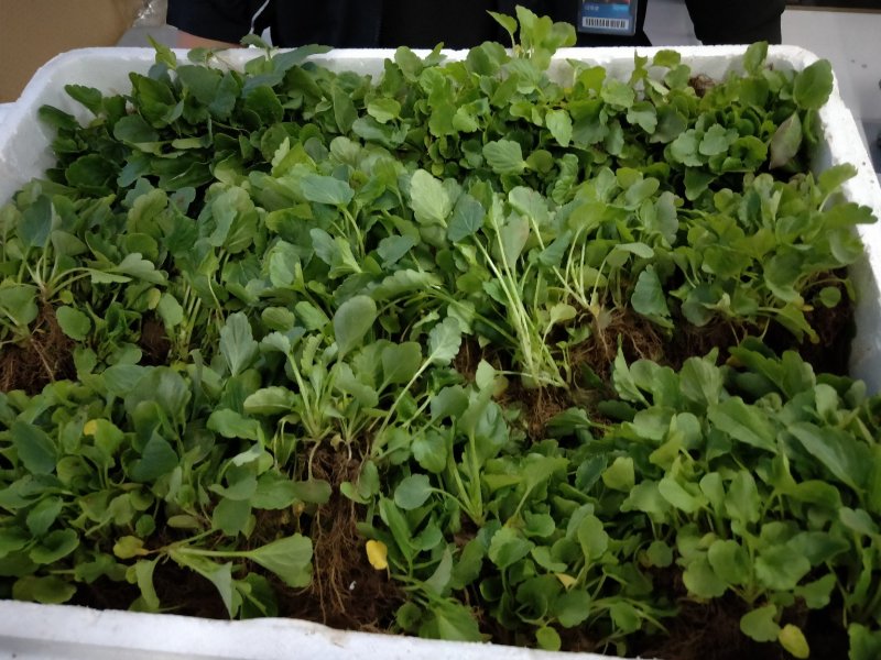 三色堇小苗山东青州常年供应各种小苗基地直发