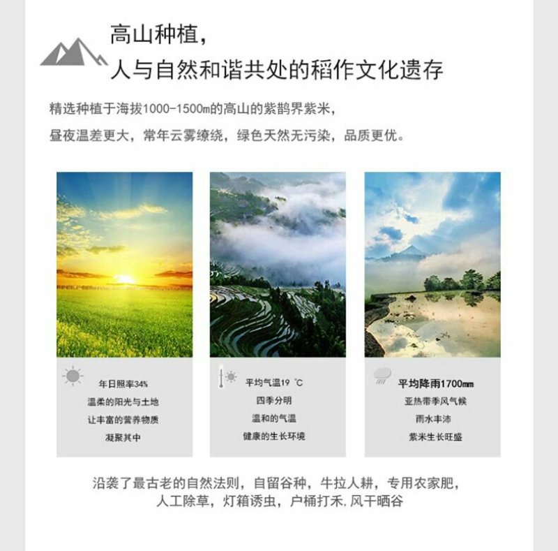 新化紫鹊界特产锄二代白白爱紫紫.米之侣超级七星紫米
