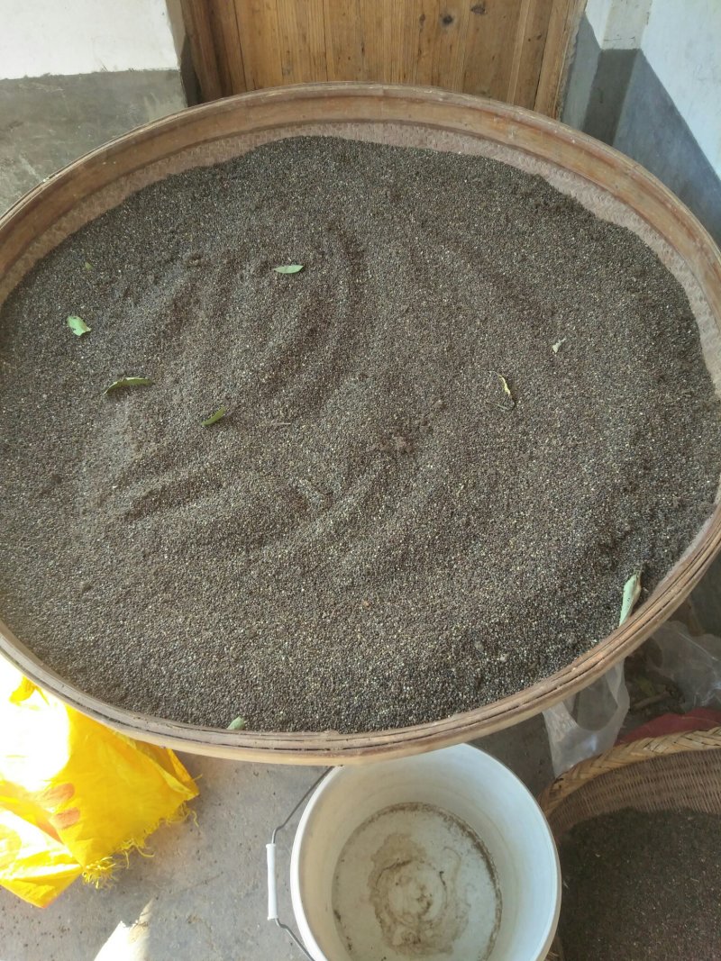 石参种子