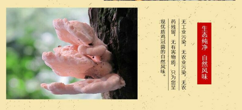 新化特产锄二代鸡冠菌150g大熊山野生鸡冠菌