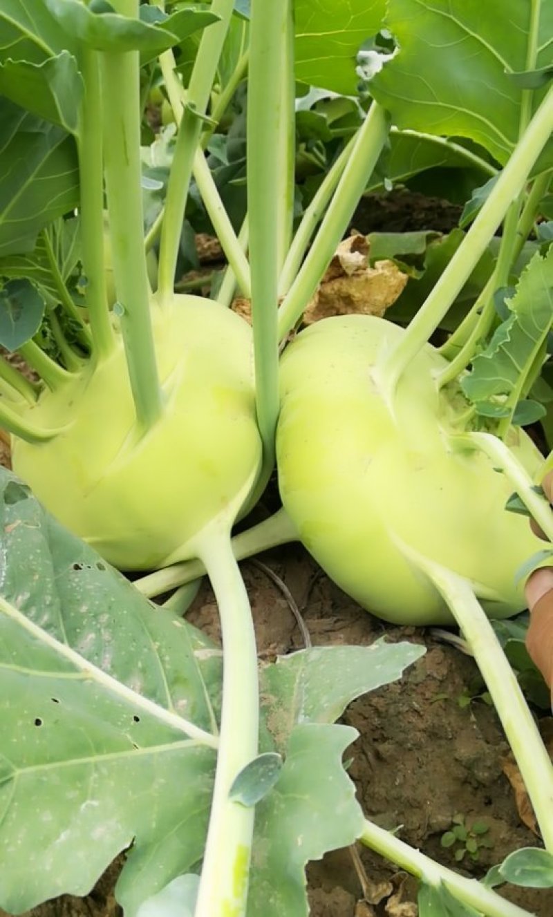 苤蓝