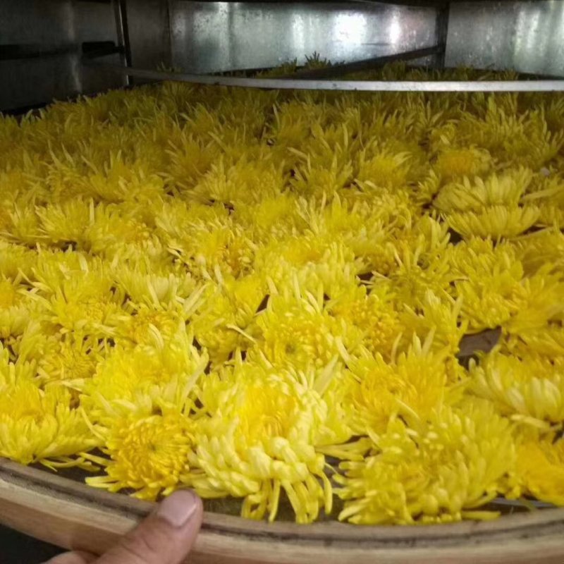 土博定山金丝皇菊