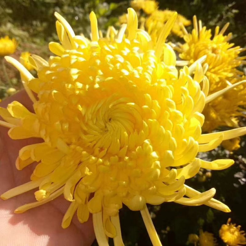 土博定山金丝皇菊