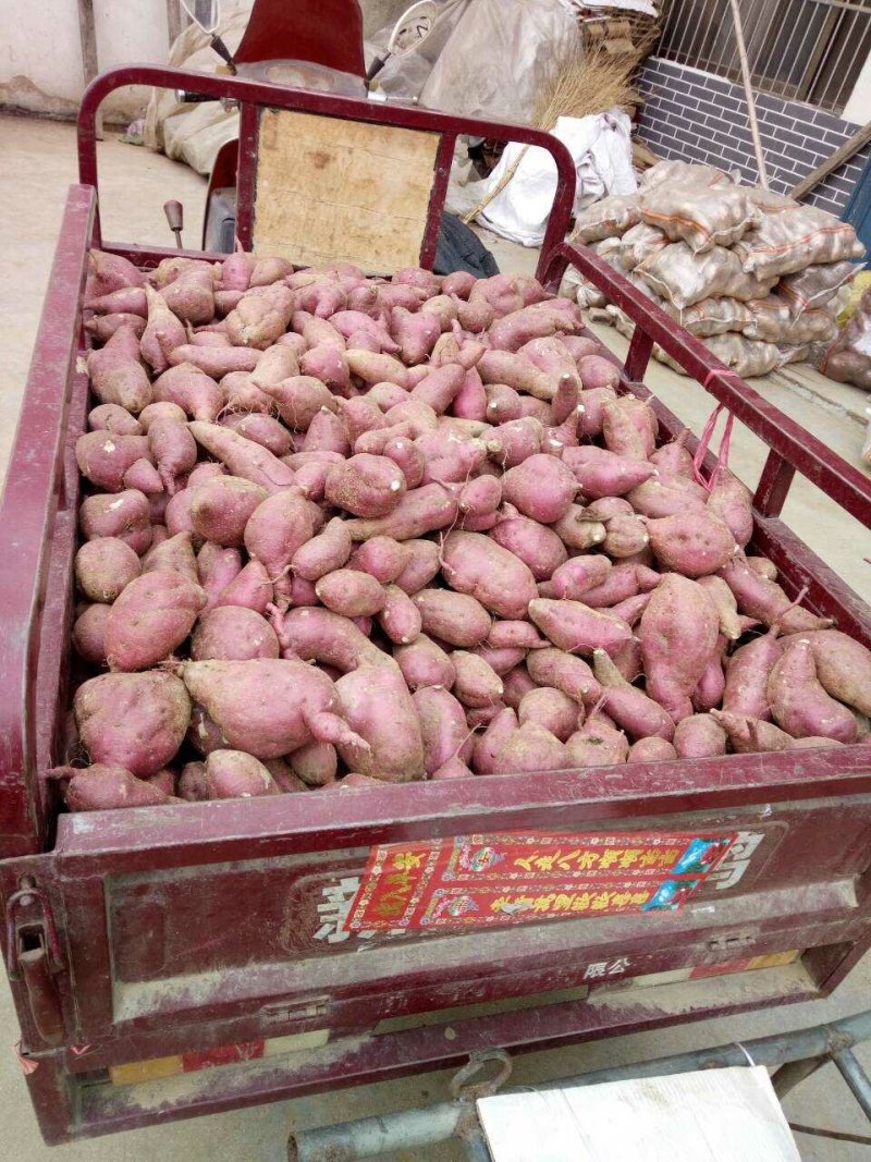 白心红薯1918