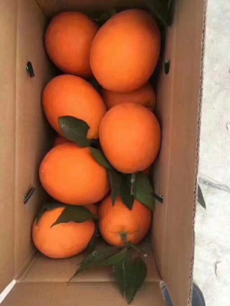 脐橙